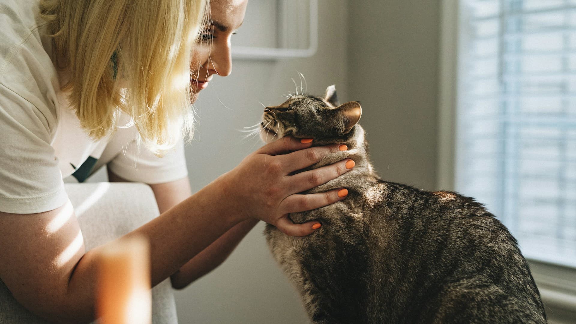 Veterinariya klinikalari